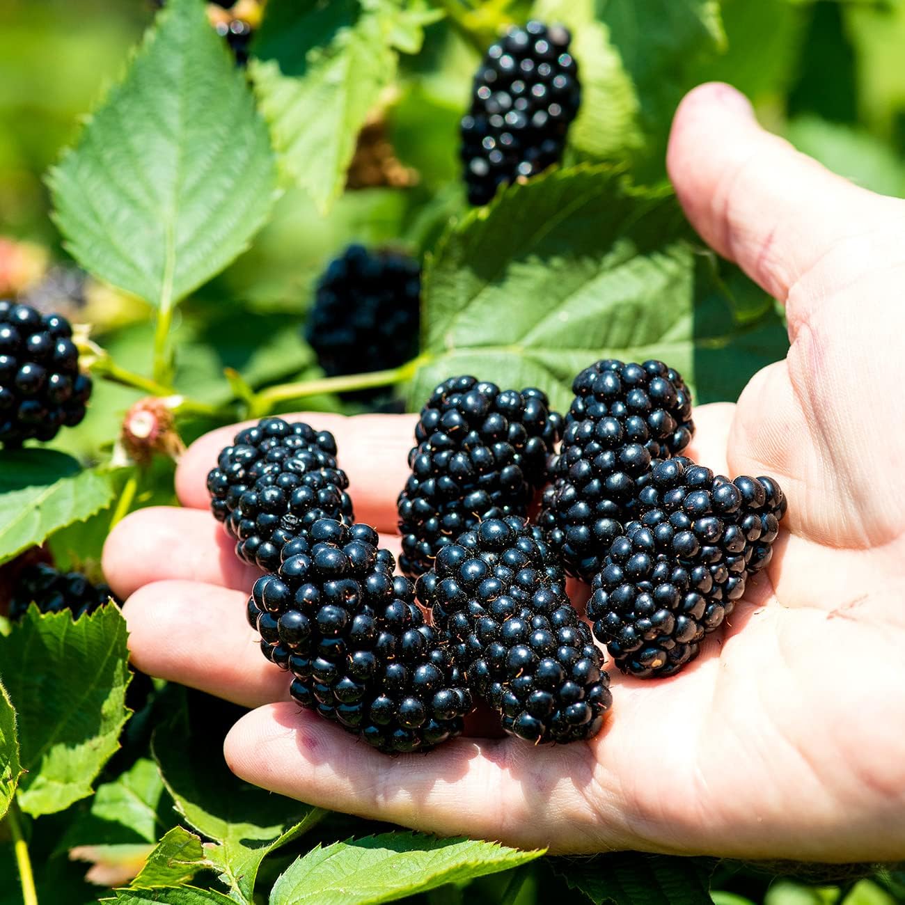BlackBerry Bush 1 Gallon Live Plant for Outdoor Planting H468