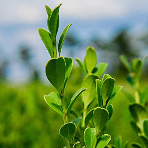 Wintergreen boxwood, 1 gallon, with plant food D129