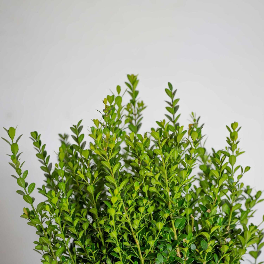 Boxwood Evergreen Shrub, Full Sun to Part Shade, Live Outdoor Plant M694934