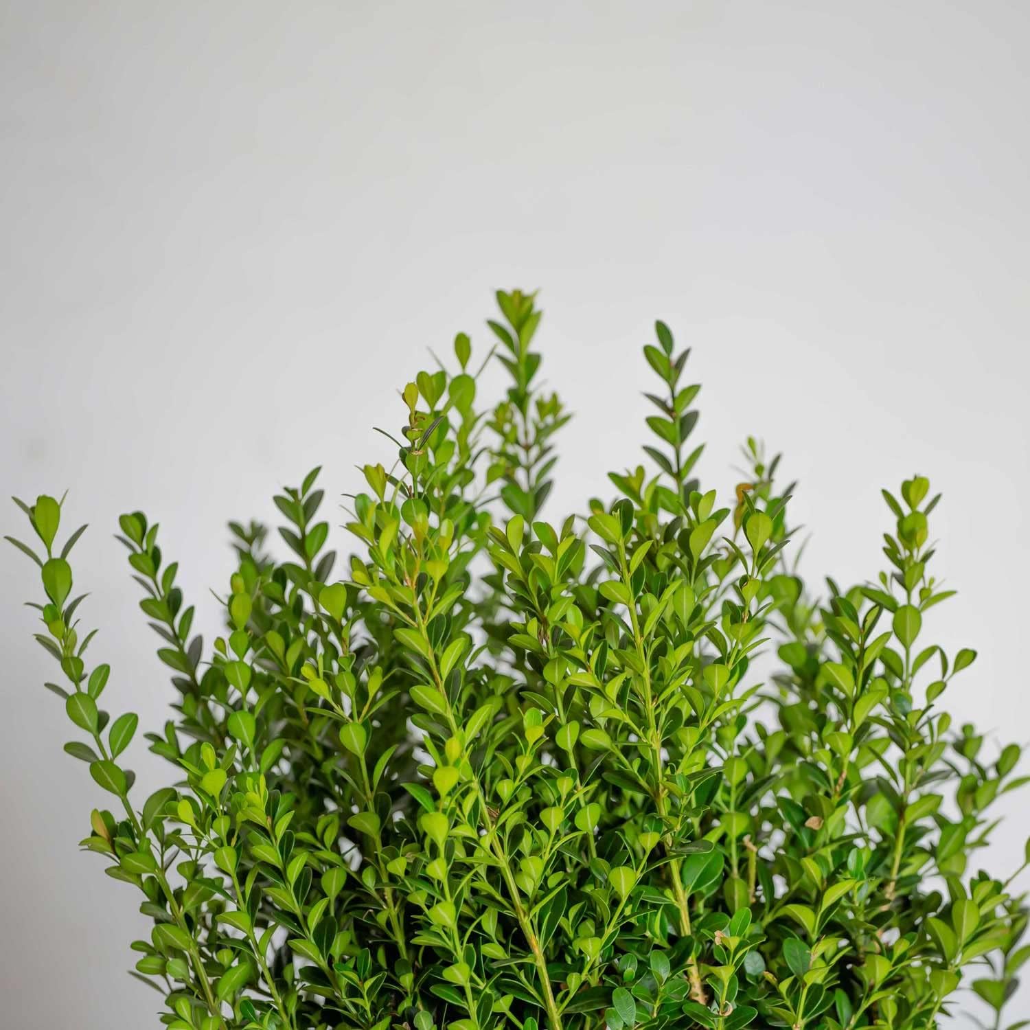 Boxwood Evergreen Shrub, Full Sun to Part Shade, Live Outdoor Plant M694934