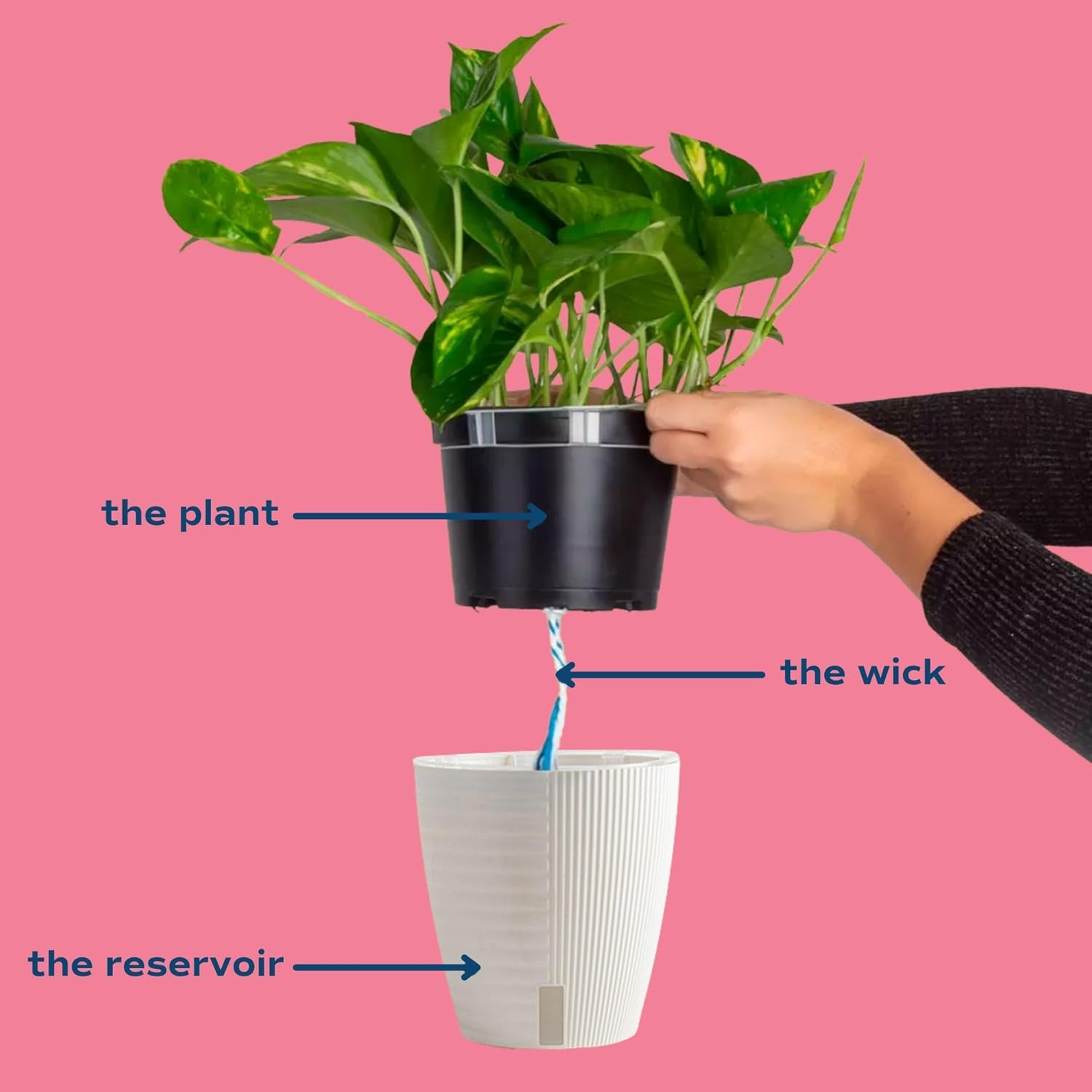 Monstera Cobra Live Indoor House Plant in Self-Watering Pot O7213