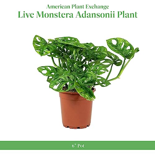 Monstera Adansonii Wide Leaf Swiss Cheese Vine, 4-Inch Pot, Live Indoor Houseplant H9019