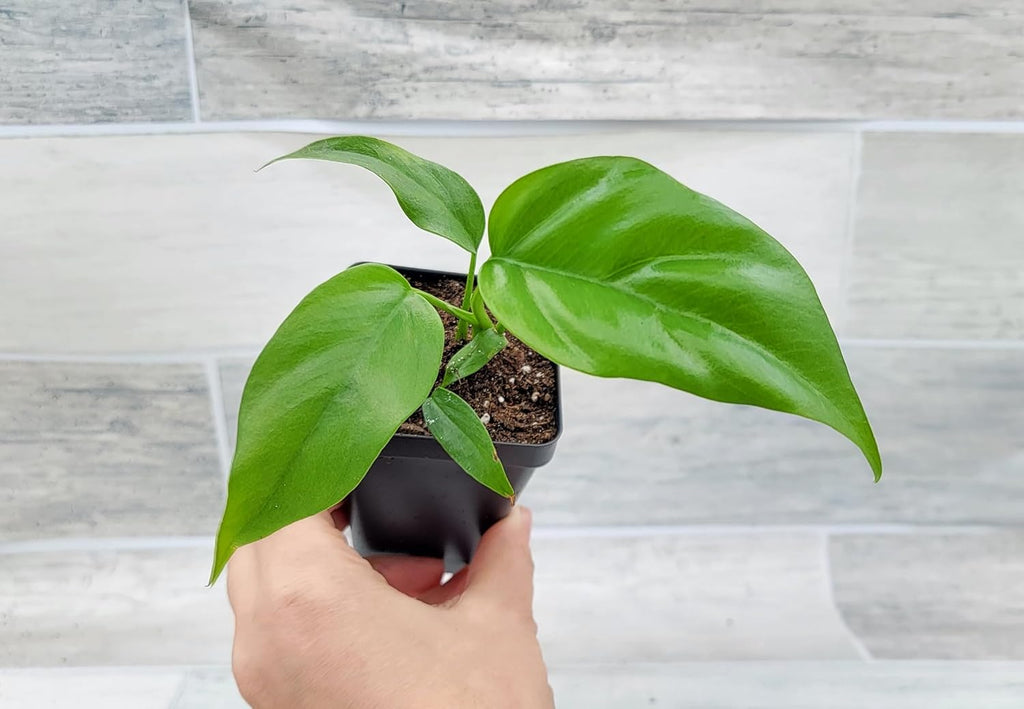Mini Monstera Philodendron Rhaphidophera Tetrasperma Live Plant in 3 Inch Pot H2545