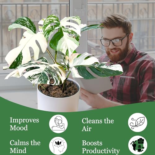 Variegated Monstera Albo Plant Cutting with Roots T9405