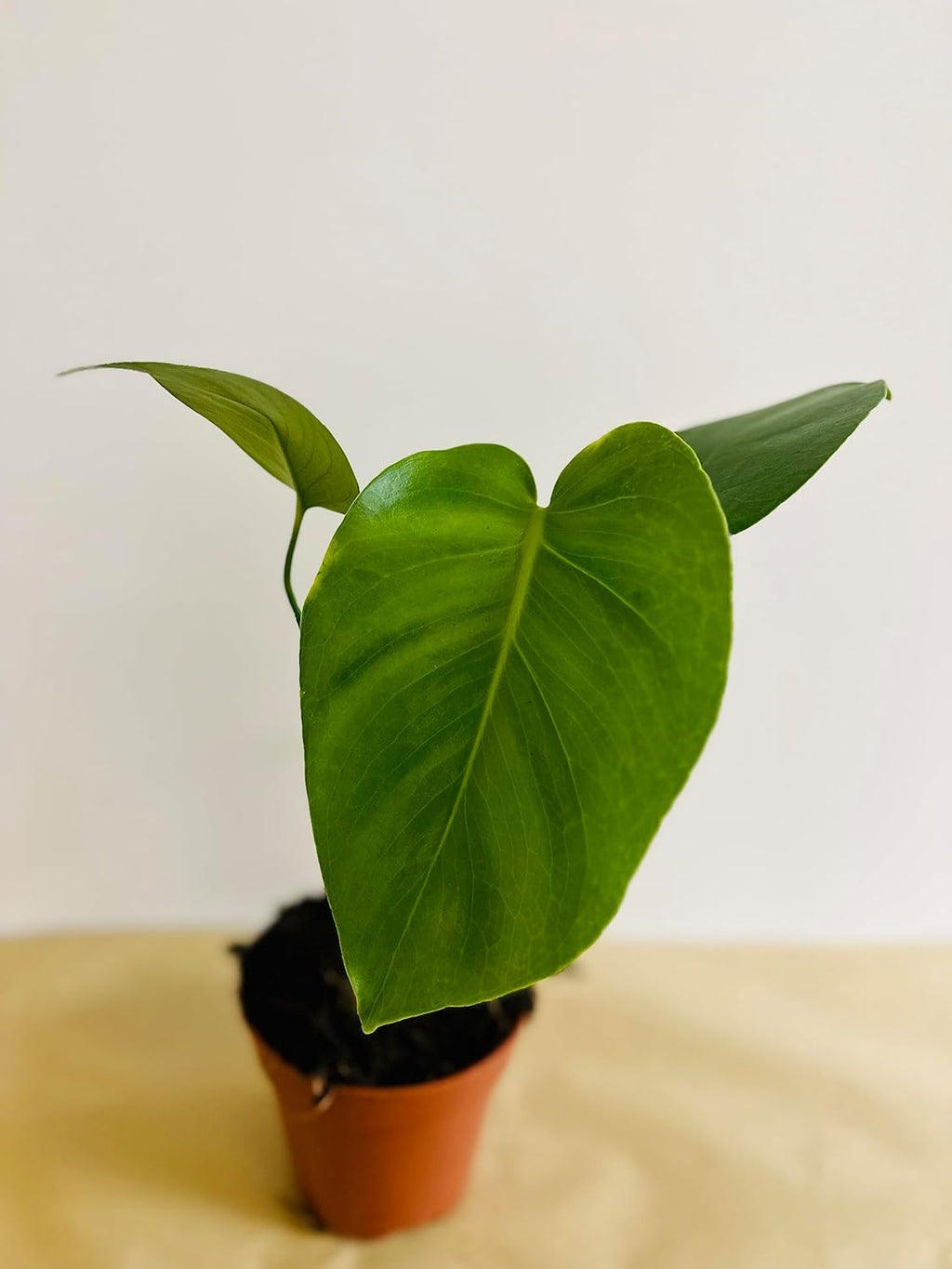 Swiss Cheese Plant Live Indoor House Plant, 5" Pot A2900