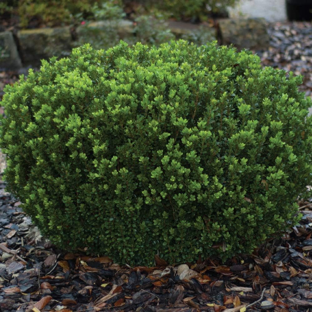 Boxwood Evergreen Shrub, Full Sun to Part Shade, Live Outdoor Plant M694934