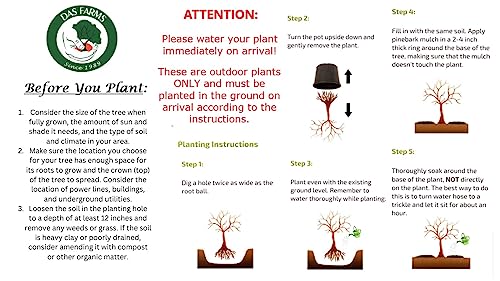 Plum Tree - Self Pollinating - Live Plant 2 to 3 Feet Tall S62033