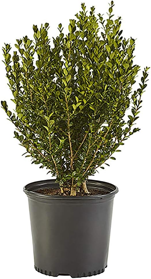 Shrub Wintergreen Boxwood 2.25 Gal, Green Foliage