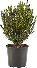 Shrub Wintergreen Boxwood 2.25 Gal, Green Foliage