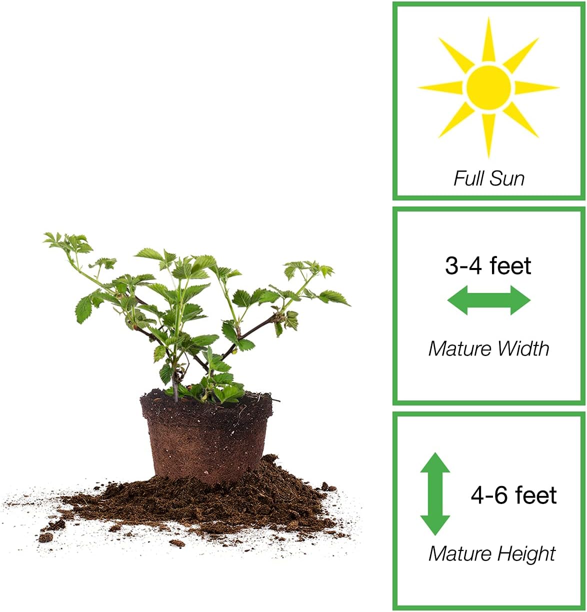 Thornless BlackBerry Bush, 1 Gal. Pot F91583