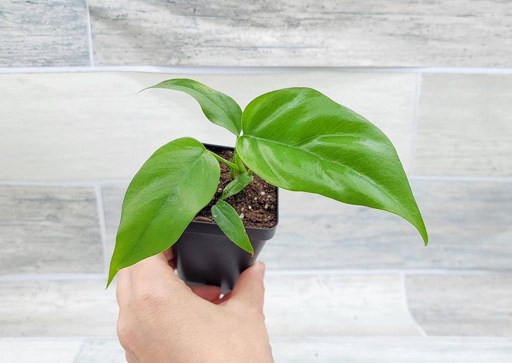 Mini Monstera Philodendron Rhaphidophera Tetrasperma Live Plant in 3 Inch Pot H2545
