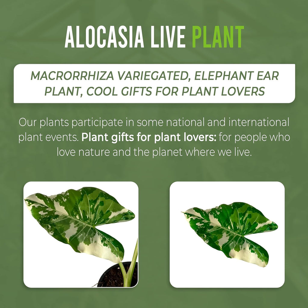 Variegated Alocasia Live Houseplant P4353