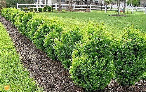 Boxwood - 10 Live Plants - Cold Hardy Evergreen Shrub B7618
