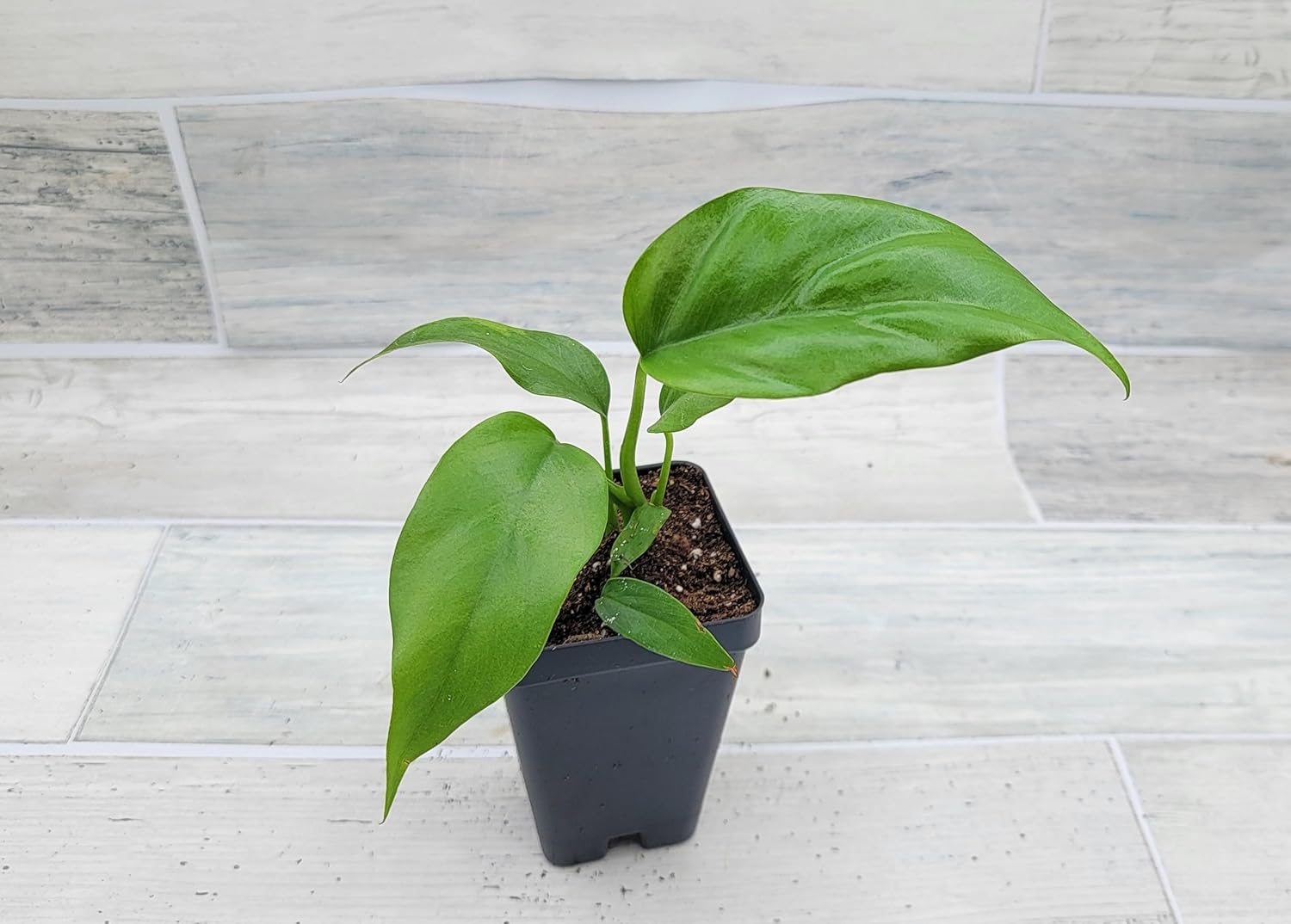 Mini Monstera Philodendron Rhaphidophera Tetrasperma Live Plant in 3 Inch Pot H2545