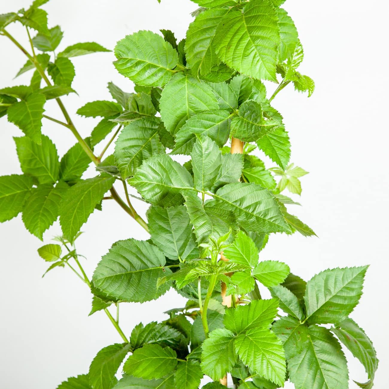 BlackBerry Bush 1 Gallon Live Plant for Outdoor Planting H468