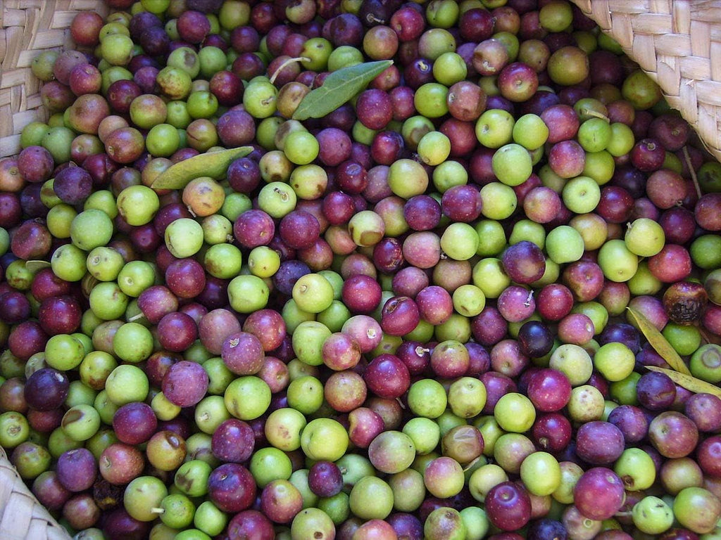 Live Olive Tree in 6 Inch Pot N17697