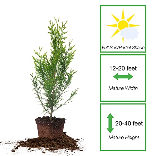 Thuja Green Giant 1 Gallon Privacy Evergreen Arborvitae M24599