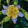 Columine Plant Pot, Columbine Plant Live, 3 to 5 Inches Long, Purple Yellow Columbine Live Plant, 2.5 Inc Potted, Columbine Flower Plants Indoor Outdoor
