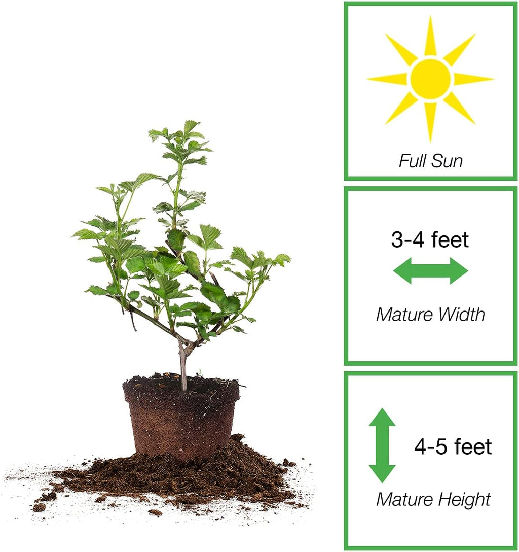 Natchez Thornless Blackberry Bush, 1 Gal. Pot A4438