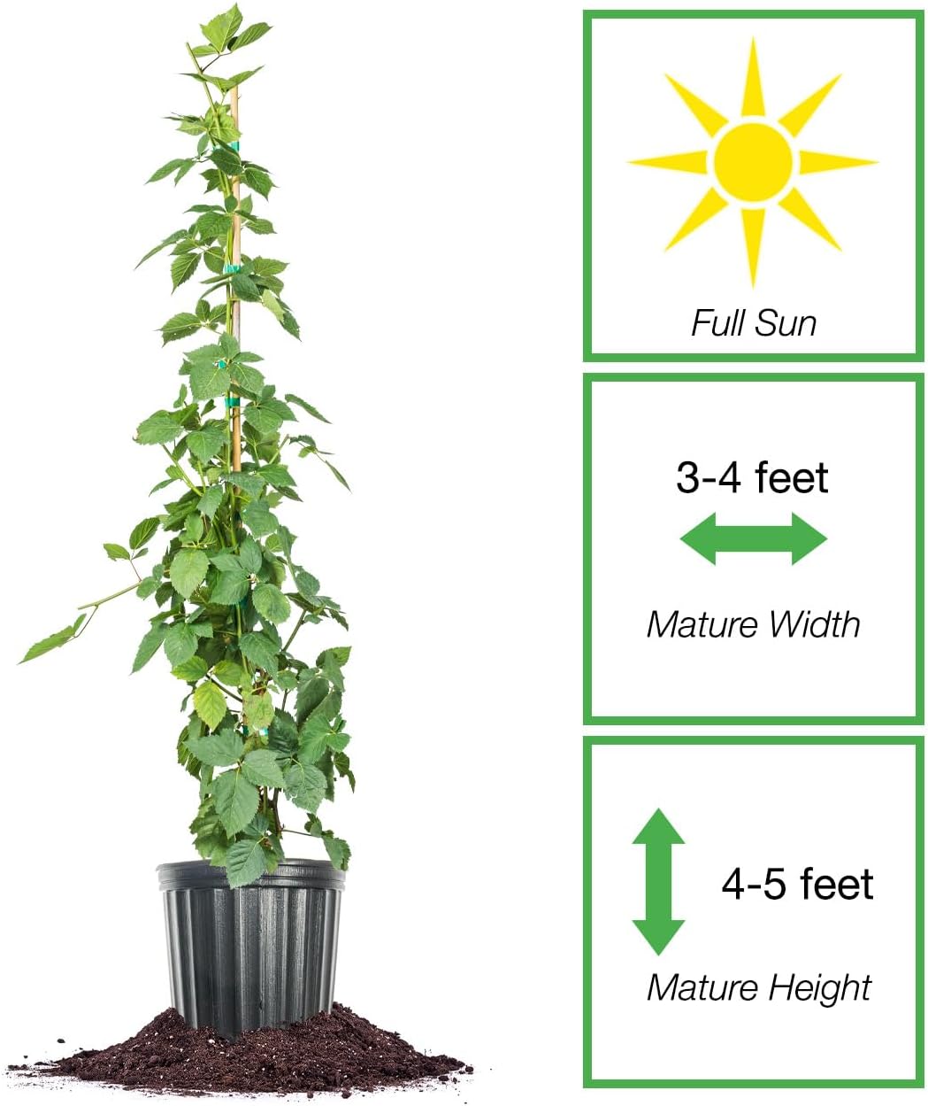 Thornless Blackberry Bush for Outdoor Planting Q206630