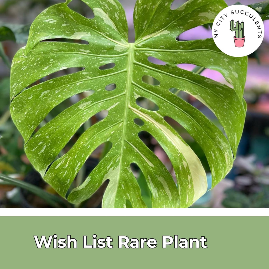 Thai Constellation Monstera Live Plant, Fully Rooted Indoor Decor T1906