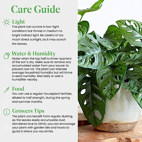Monstera Adansonii Wide Leaf Swiss Cheese Vine, 4-Inch Pot, Live Indoor Houseplant H9019