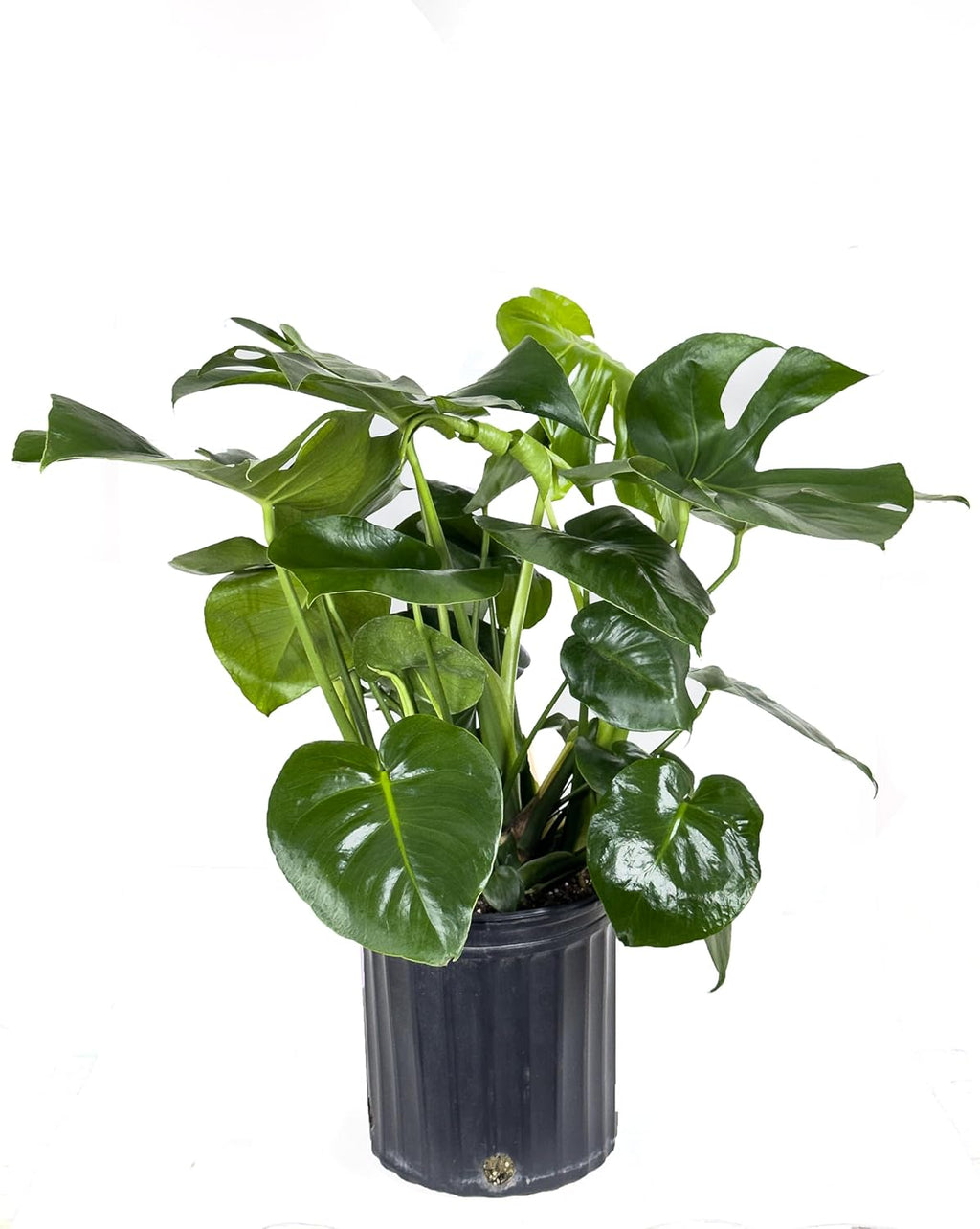 Swiss Cheese Plant, Large Live Indoor Plant in Grower Pot, 2-3 Feet Tall D997