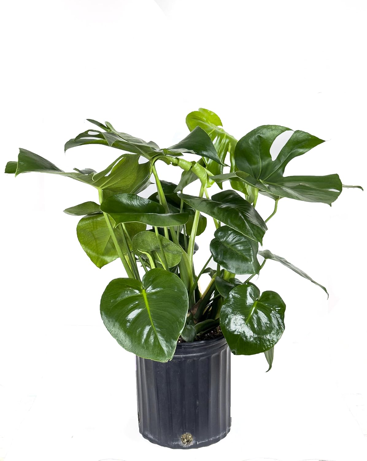 Swiss Cheese Plant, Large Live Indoor Plant in Grower Pot, 2-3 Feet Tall D997