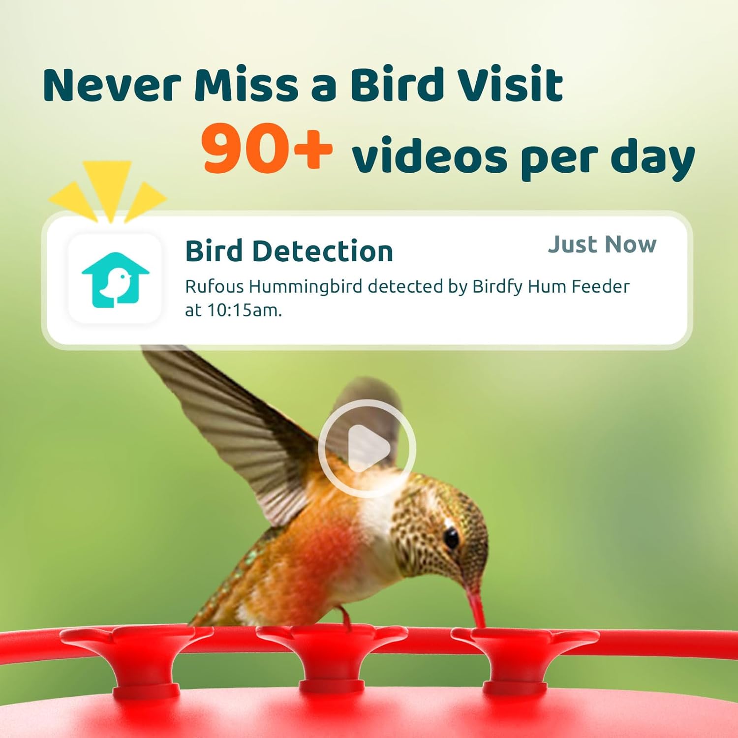 Hummingbird Feeder with Camera, 2K Dual Smart Cameras, Solar Powered N76083