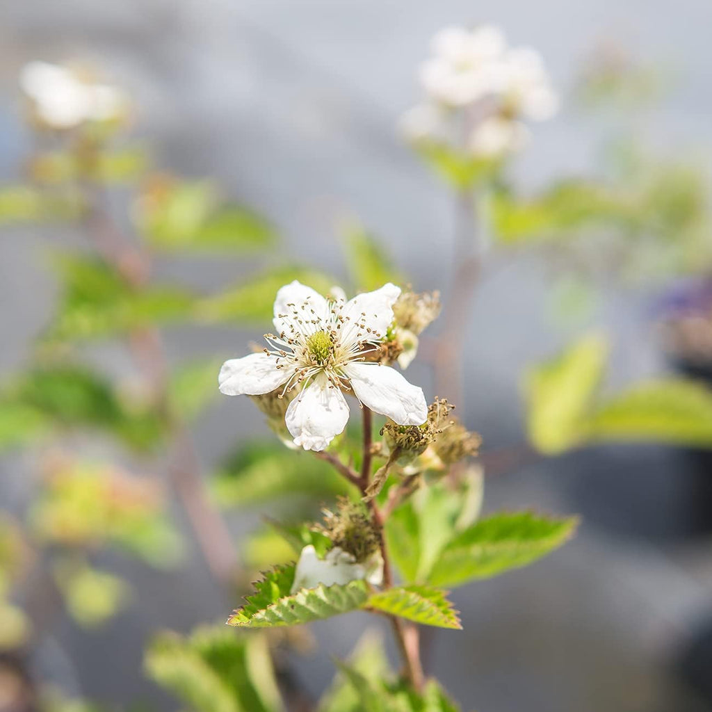 Natchez Thornless Blackberry Bush, 1 Gal. Pot A4438