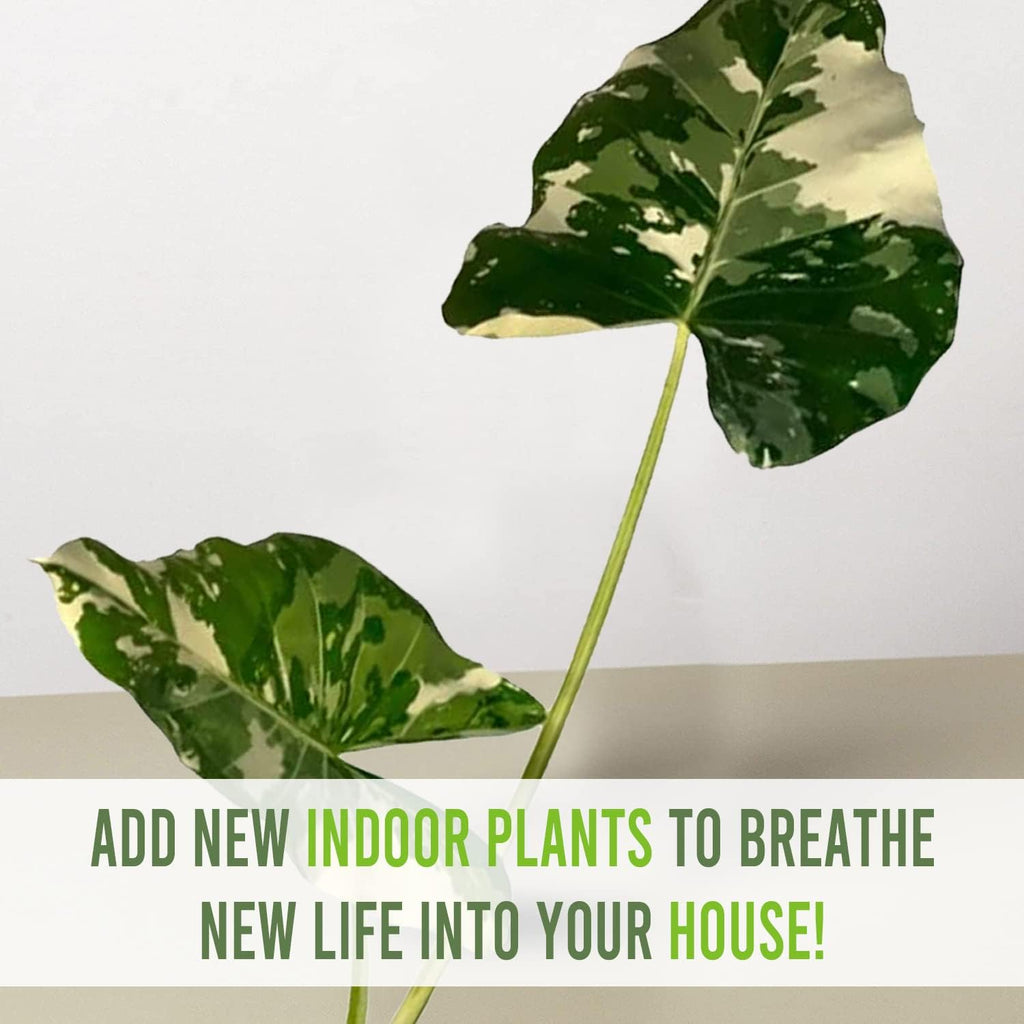 Variegated Alocasia Live Houseplant P4353