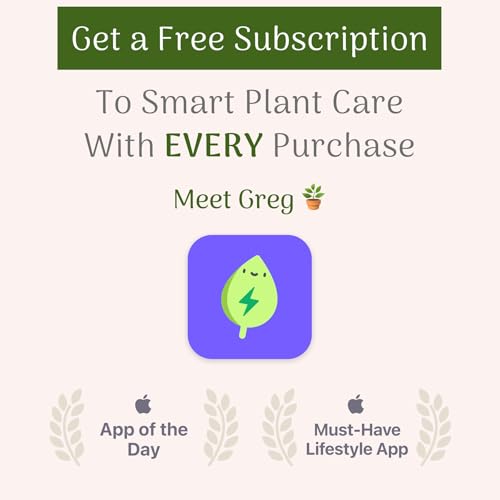 Monstera Adansonii Wide Leaf Swiss Cheese Vine, 4-Inch Pot, Live Indoor Houseplant H9019