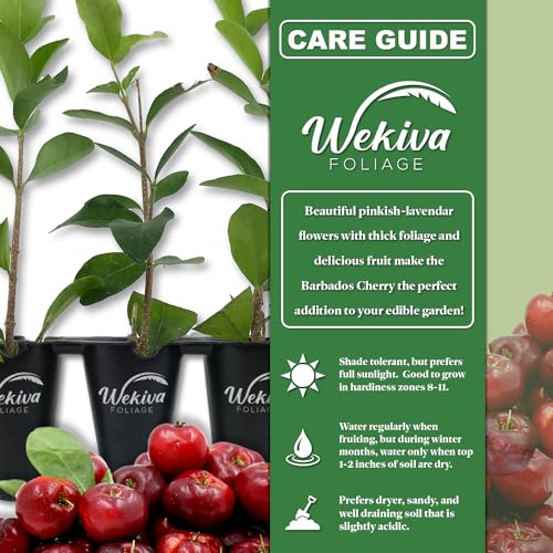 Barbados Cherry Tree Live Starter Plant in 2 Inch Pot D762