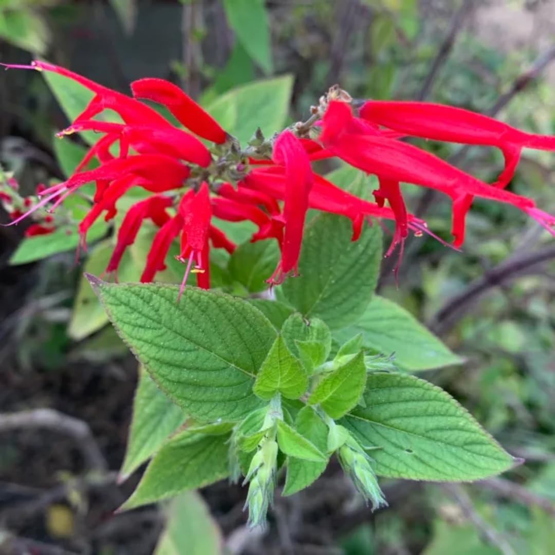 Red Pineapple Sage Plants, Live in Pot, Summer Blooms B108