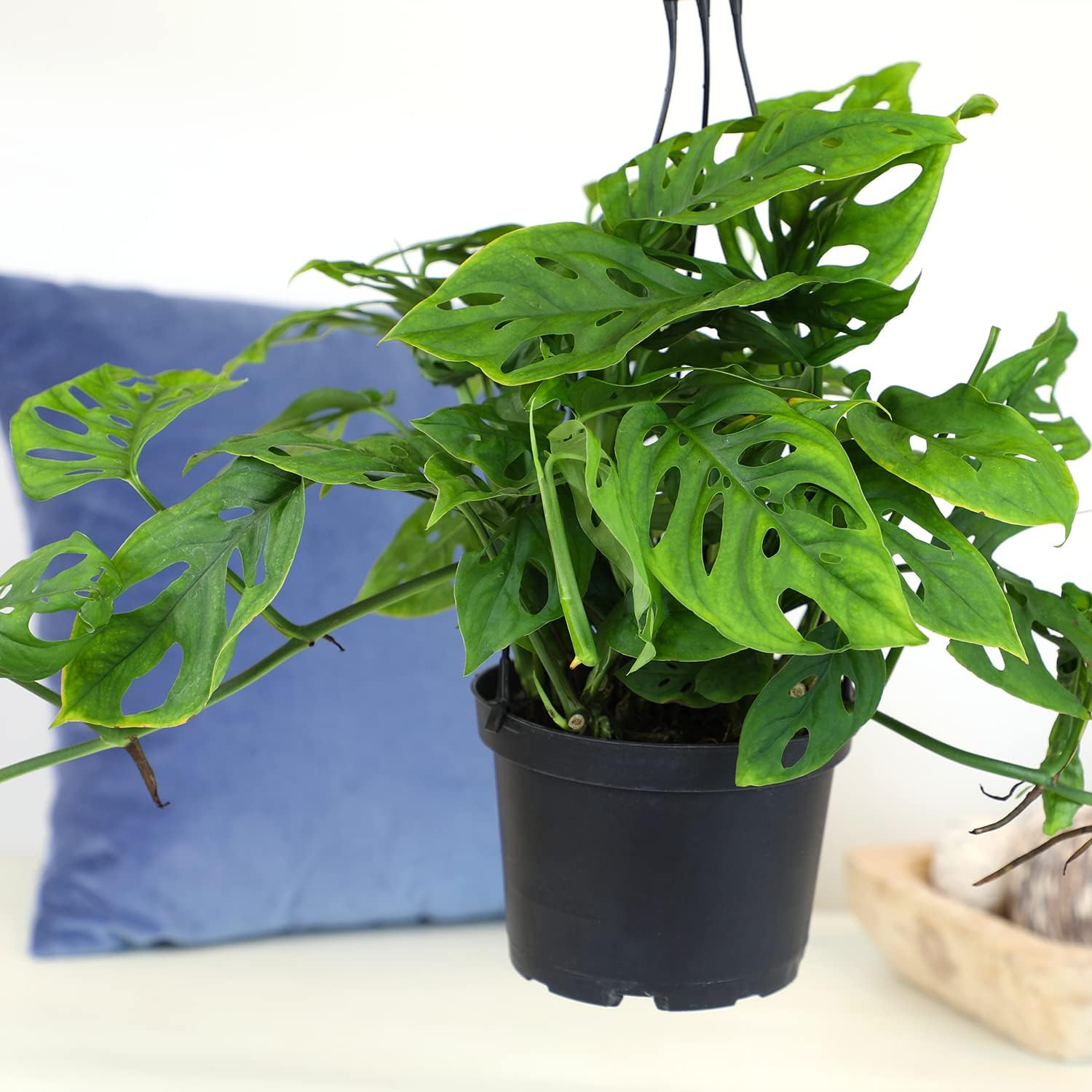 Swiss Cheese Monstera Adansonii Live Plant in Hanging Basket N73196