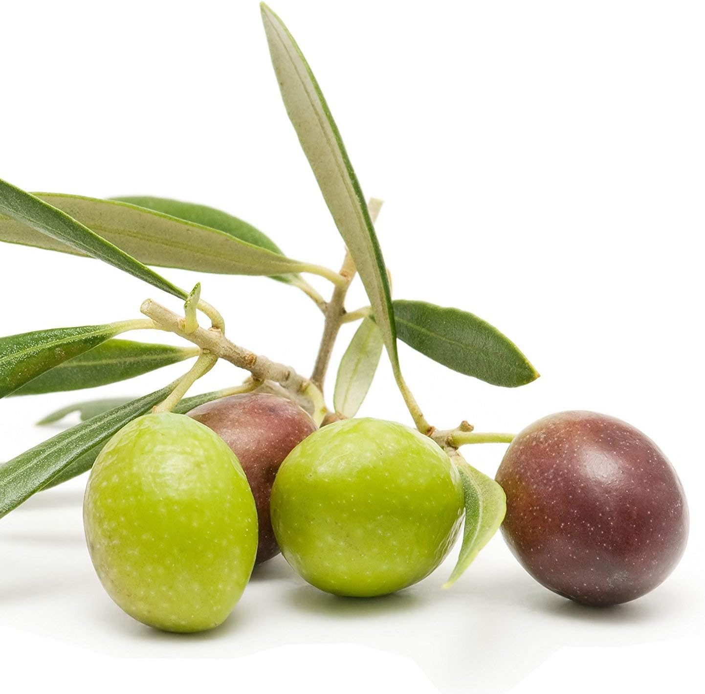 Live Olive Tree in 6 Inch Pot N17697