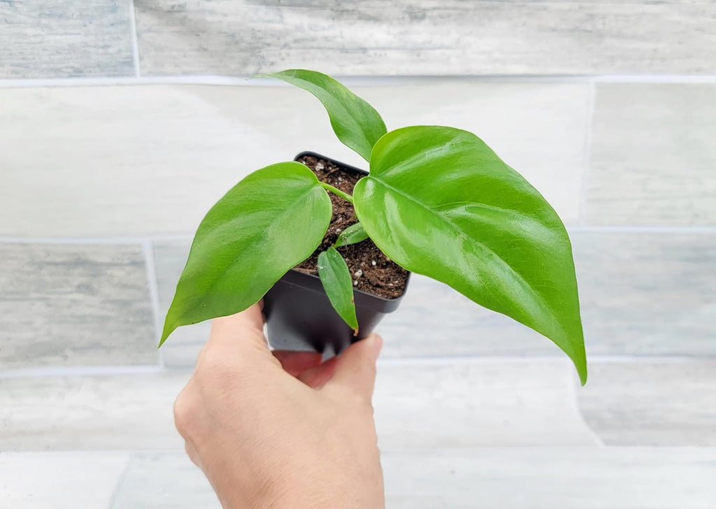 Mini Monstera Philodendron Rhaphidophera Tetrasperma Live Plant in 3 Inch Pot H2545