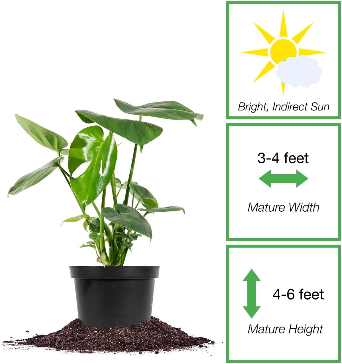 Monstera Deliciosa in 6in Grower's Pot, Live Indoor Houseplant B80299