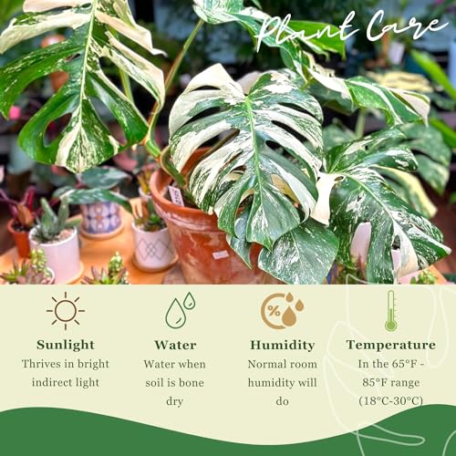 Variegated Monstera Albo Plant Cutting with Roots T9405