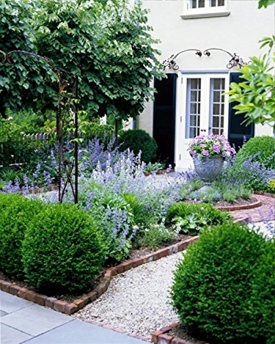 2 Green Velvet Boxwood Shrubs Live Plants L27594