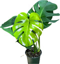 Monstera Deliciosa Live Plant with 4 Inch Pot - Live Monstera Swiss Cheese Plant Split Leaf Houseplant - Fenestrated Live Indoor Plant for Home Office Wedding Decor & Birthday Gift