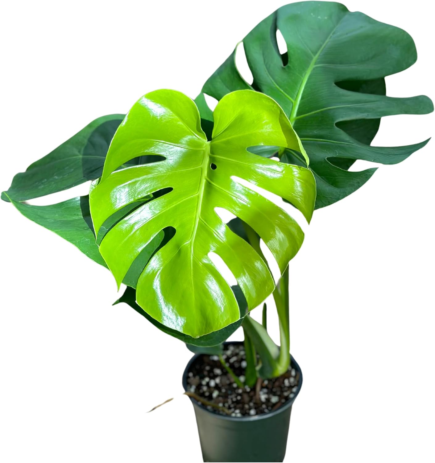 Monstera Deliciosa Live Plant with 4 Inch Pot - Live Monstera Swiss Cheese Plant Split Leaf Houseplant - Fenestrated Live Indoor Plant for Home Office Wedding Decor & Birthday Gift