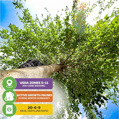 Dwarf Everbearing Black Mulberry Tree Live Plant A933717