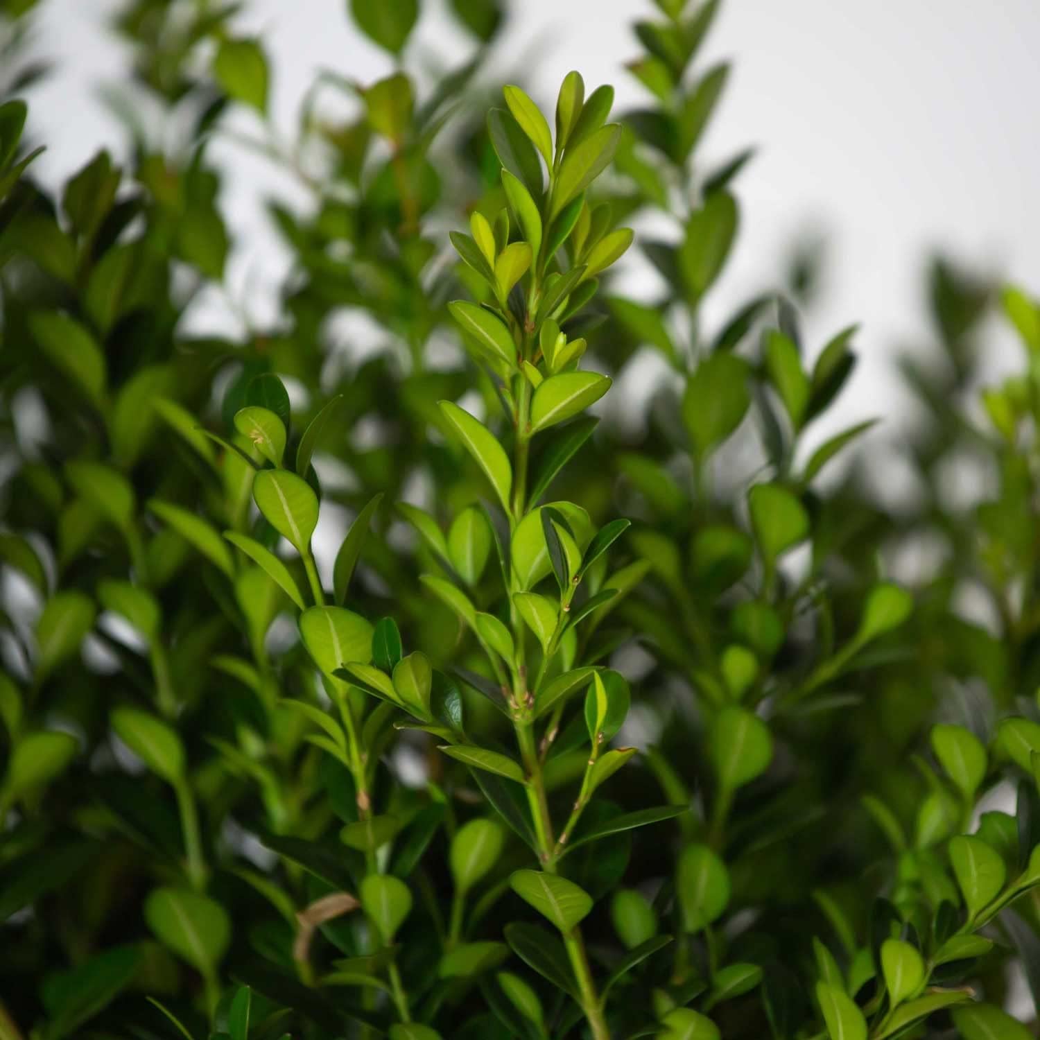 Boxwood Evergreen Shrub, Full Sun to Part Shade, Live Outdoor Plant M694934