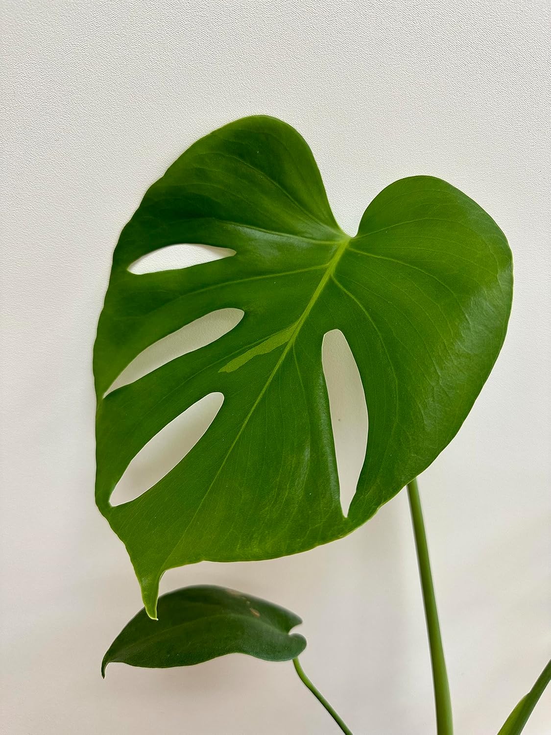 Swiss Cheese Plant Live Indoor House Plant, 5" Pot A2900