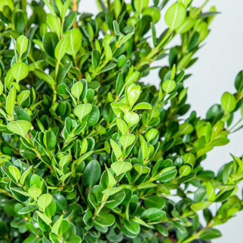 Wintergreen boxwood, 1 gallon, with plant food D129
