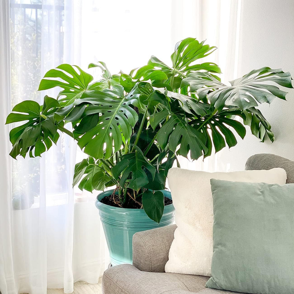 Monstera Deliciosa in 6in Grower's Pot, Live Indoor Houseplant B80299