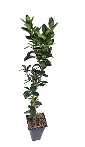 Boxwood - 10 Live Plants - Cold Hardy Evergreen Shrub B7618