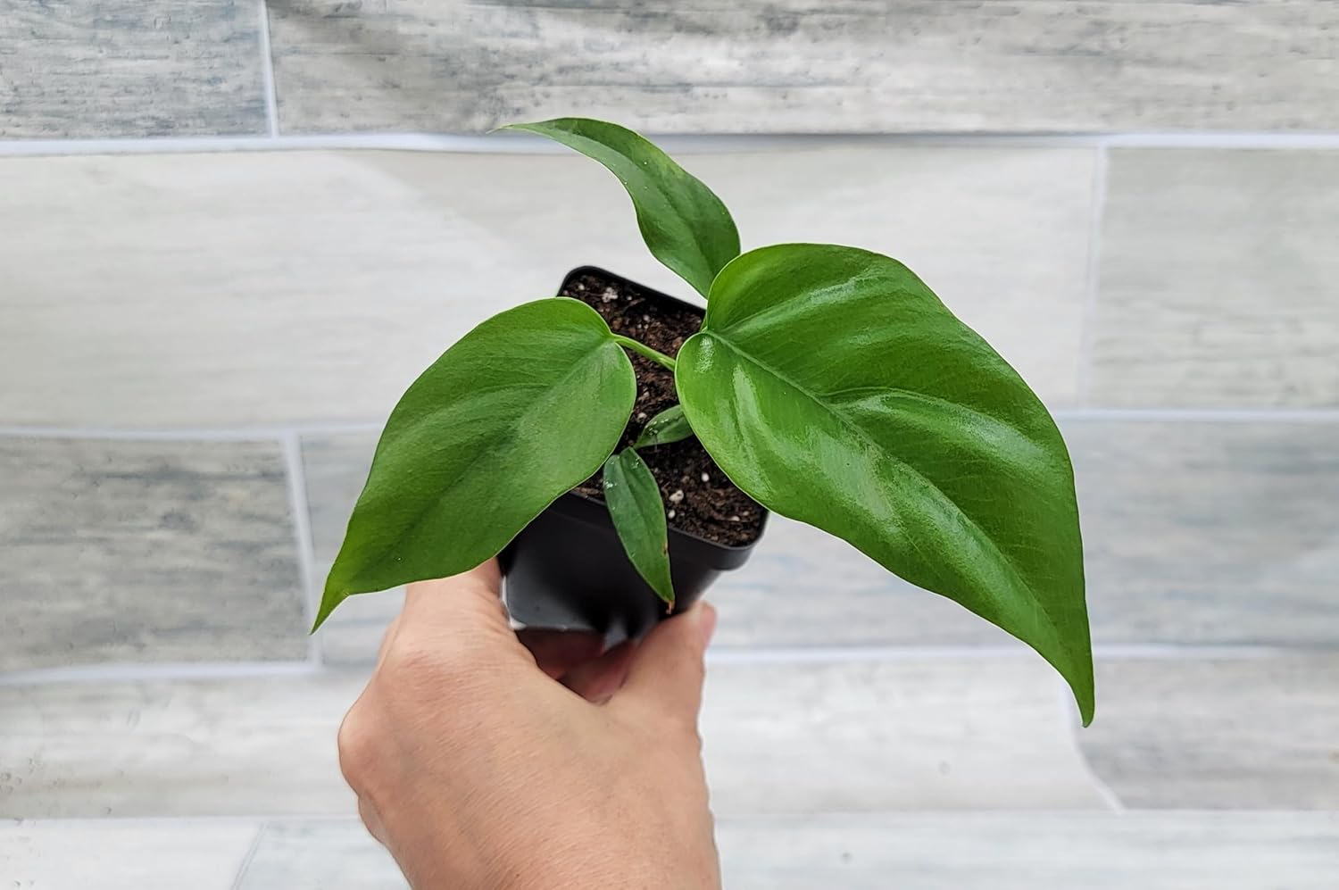 Mini Monstera Philodendron Rhaphidophera Tetrasperma Live Plant in 3 Inch Pot H2545