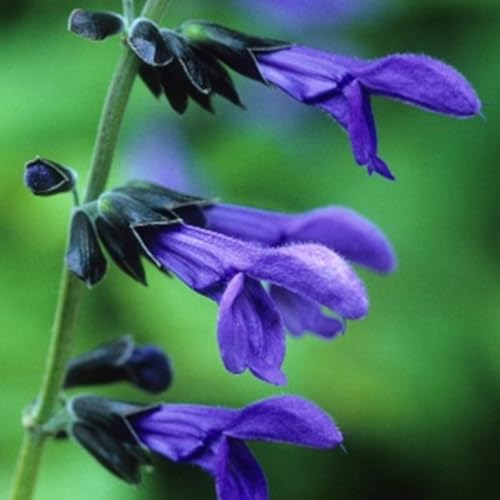 Red Pineapple Sage Live Plant, Red Salvia Plant Live Herb for Grow Indoors Outdoor in 3" Pot